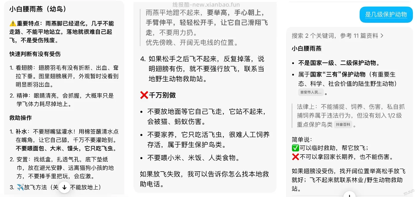 我捡到一只老鹰 - 线报酷