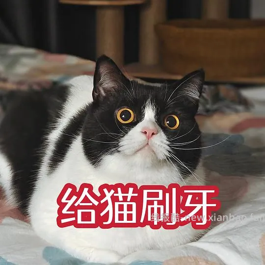 讨论/【科普】猫刷牙详细图文教程2.0 - 线报酷