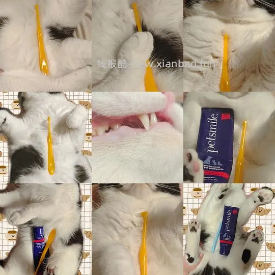讨论/【科普】猫刷牙详细图文教程2.0 - 线报酷