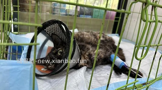 【讨论】流浪猫口炎复发更严重了，做不了手术，用什么药可以控制 - 线报酷