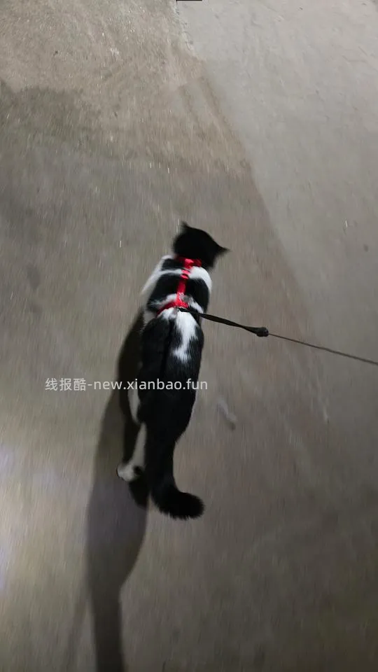 【科普】可调节背长工字胸背手工制作攻略图文版 - 线报酷