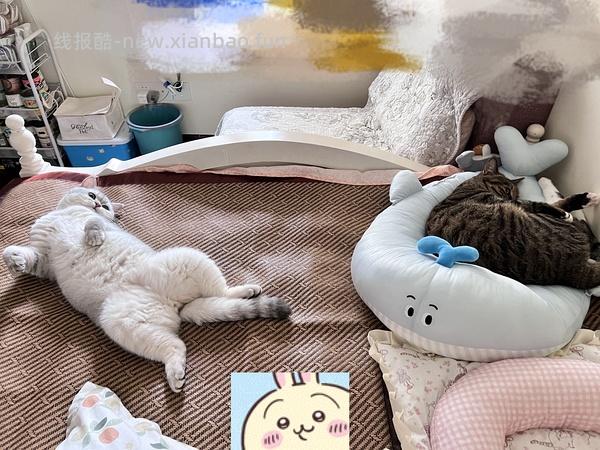 ZEZE猫窝海豹冰丝窝夏季凉窝高低弧度可枕猫垫子 鲸鱼冰床-小号44 - 线报酷