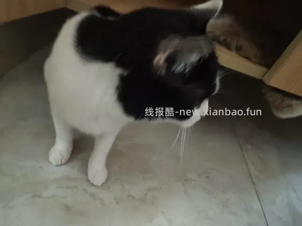 自然光环猫粮14磅317 - 线报酷
