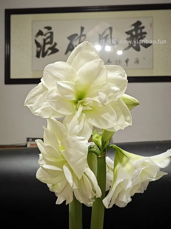 海蒂的花园阿弗雷送礼套餐，到手17块 - 线报酷