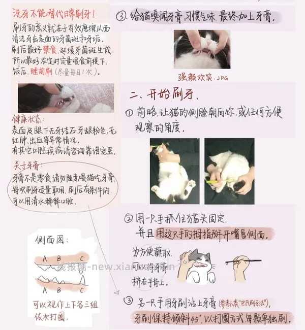 讨论/【科普】猫刷牙详细图文教程2.0 - 线报酷