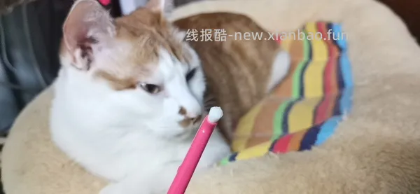 讨论/【科普】猫刷牙详细图文教程2.0 - 线报酷