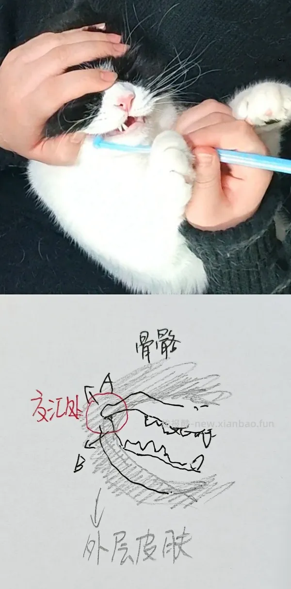 讨论/【科普】猫刷牙详细图文教程2.0 - 线报酷
