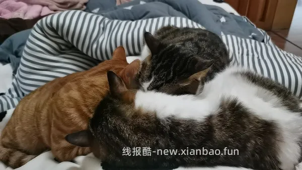 讨论/【科普】多猫家庭中几种不易察觉的冲突 - 线报酷