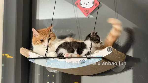 讨论/【科普】猫得了肿瘤怎么办 - 线报酷