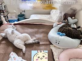ZEZE猫窝海豹冰丝窝夏季凉窝高低弧度可枕猫垫子 鲸鱼冰床-小号44 - 线报酷