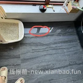 讨论/【科普】有关猫咪乱拉/乱尿行为问题的探讨 - 线报酷