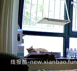 讨论/【科普】多猫家庭中几种不易察觉的冲突 - 线报酷