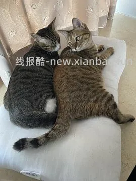 讨论/【科普】多猫家庭中几种不易察觉的冲突 - 线报酷