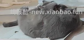 讨论/【科普】多猫家庭中几种不易察觉的冲突 - 线报酷