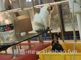 讨论/【科普】多猫家庭中几种不易察觉的冲突 - 线报酷