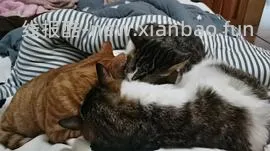 讨论/【科普】多猫家庭中几种不易察觉的冲突 - 线报酷