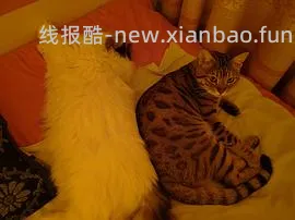 讨论/【科普】多猫家庭中几种不易察觉的冲突 - 线报酷