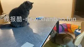 讨论/【科普】多猫家庭中几种不易察觉的冲突 - 线报酷