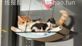 讨论/【科普】猫得了肿瘤怎么办 - 线报酷