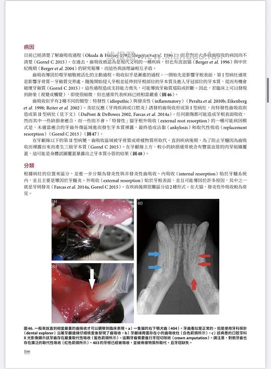 讨论/【科普】八岁小猫牙吸收 拔牙经验分享 - 线报酷 讨论/【科普】八岁小猫牙吸收 拔牙经验分享 - 线报酷
