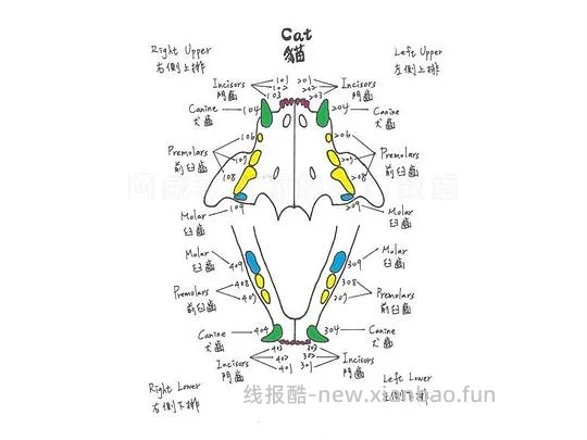 讨论/【科普】八岁小猫牙吸收 拔牙经验分享 - 线报酷 讨论/【科普】八岁小猫牙吸收 拔牙经验分享 - 线报酷