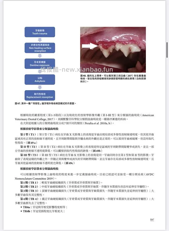 讨论/【科普】八岁小猫牙吸收 拔牙经验分享 - 线报酷 讨论/【科普】八岁小猫牙吸收 拔牙经验分享 - 线报酷